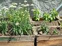 Herb boxes_2